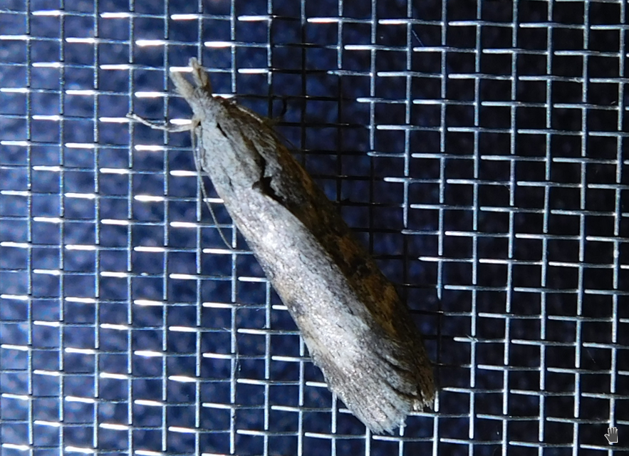Lamoria