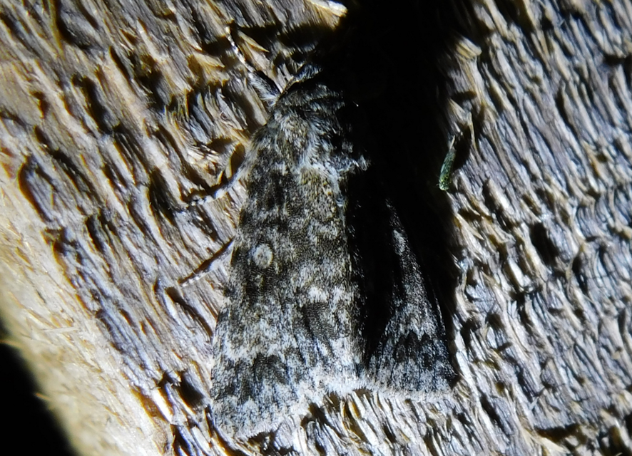 Acronicta megacephala - nagyfejű szigonyosbagoly