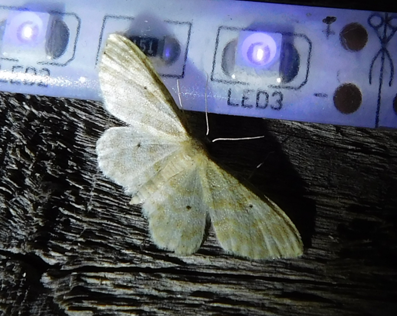 Idaea fuscovenosa - szürkeszélű apróaraszoló