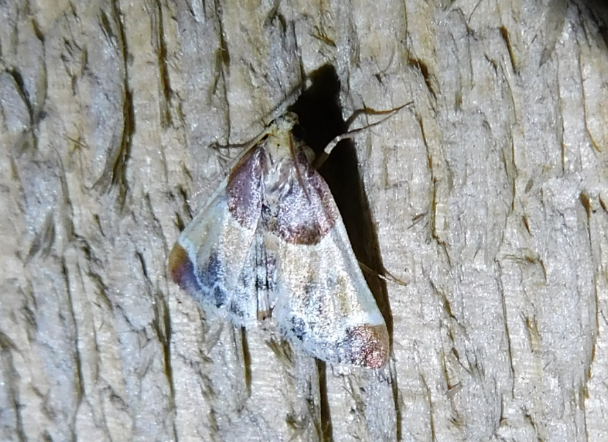 Pyralis farinalis - lisztilonca