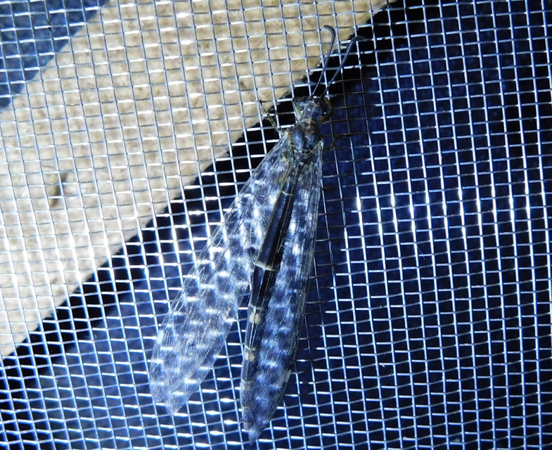 Distoleon tetragrammicus - négyfoltos hangyaleső Distoleon tetragrammicus - négyfoltos hangyaleső