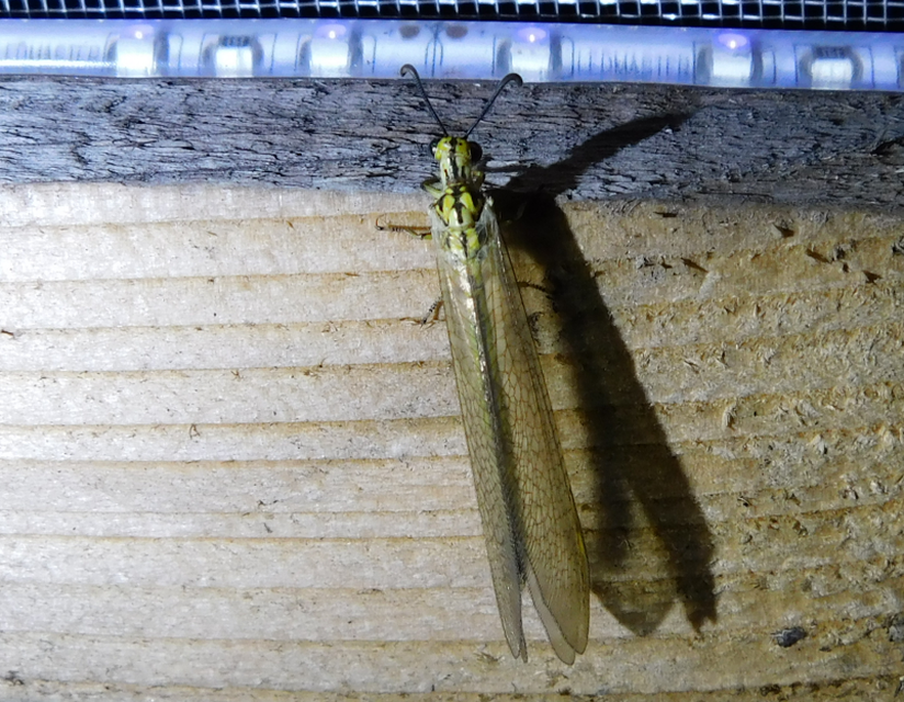 Myrmecaelurus trigrammus - hangyafarkas