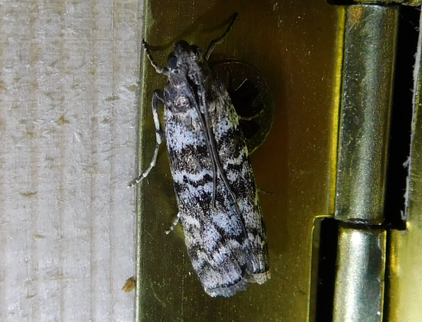 Dioryctria