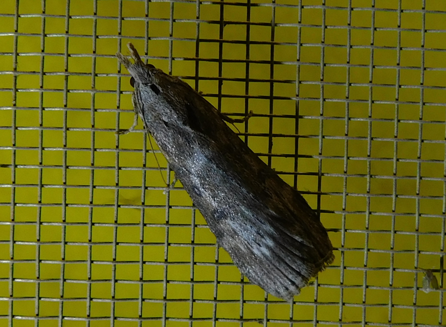 Lamoria