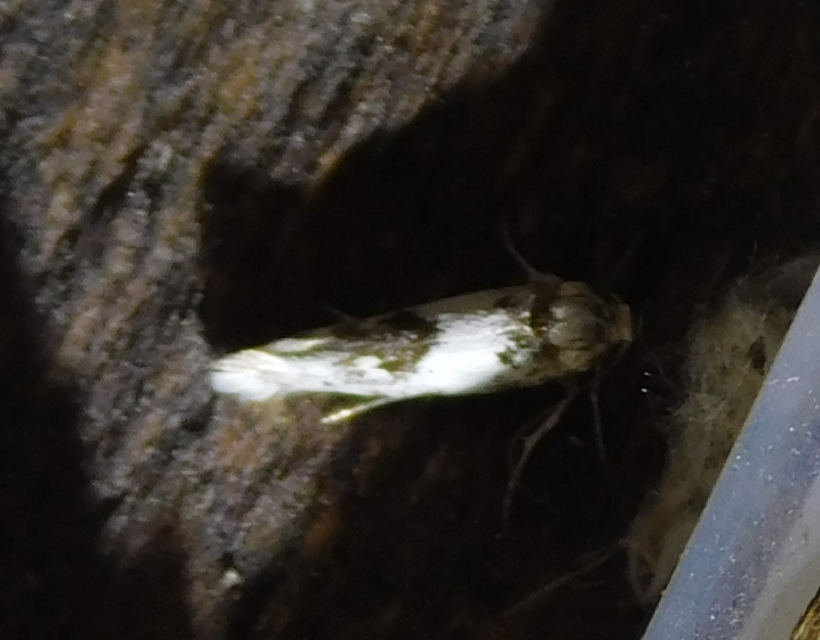 Episcythris triangulella - mediterrán zöldmoly