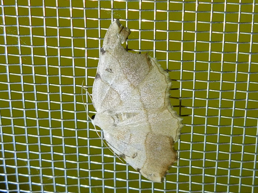 Eilicrinia trinotata - háromjegyű araszoló