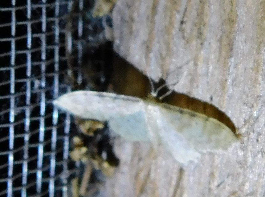 Idaea fuscovenosa - szürkeszélű apróaraszoló