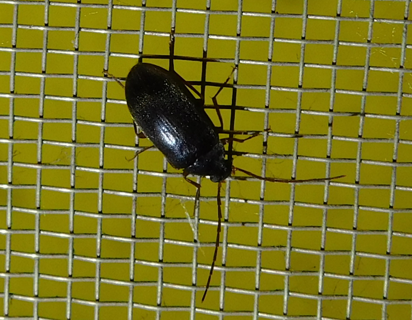 Hymenalia rufipes - rőtlábú alkonybogár