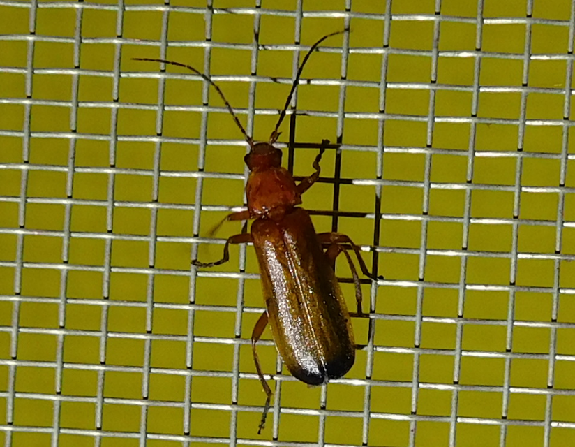 Rhagonycha fulva - feketevégű lágybogár