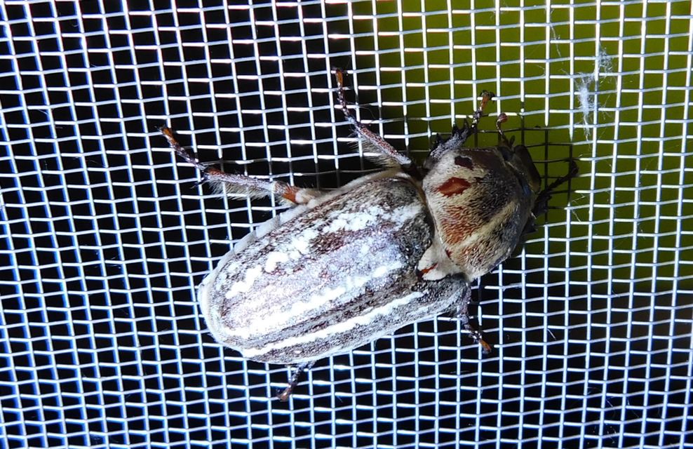 Anoxia orientalis - keleti cserebogár