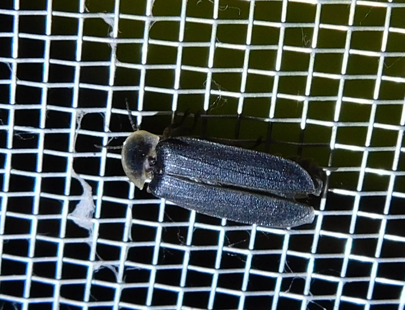 Lampyris noctiluca - nagy szentjánosbogár