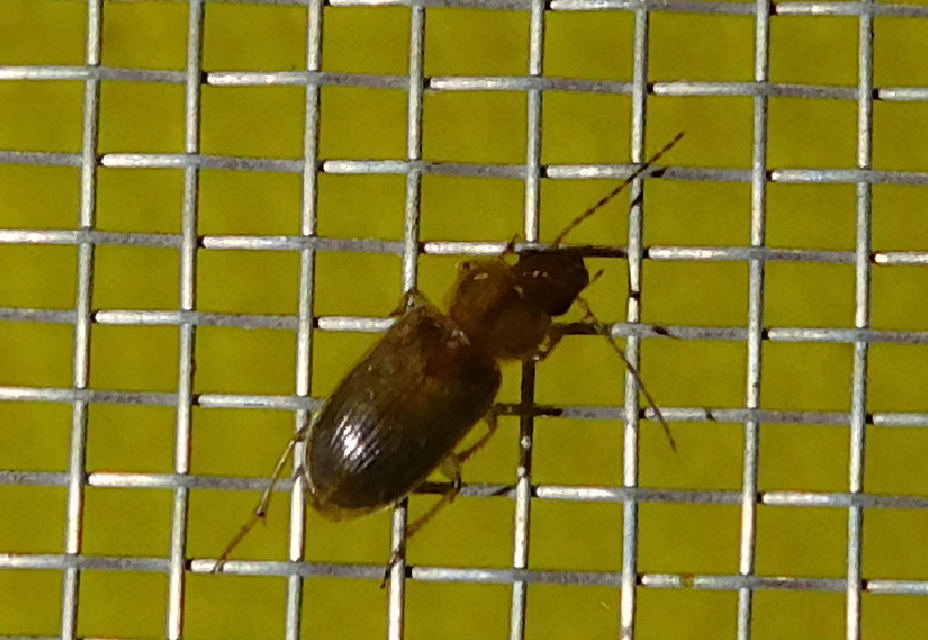 Stenolophus