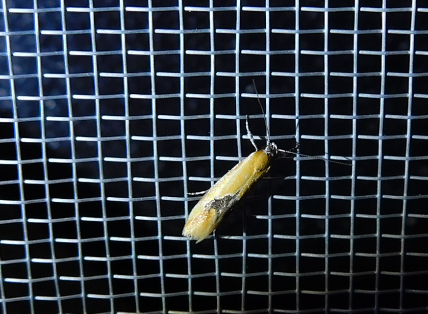 Batia internella/lambdella
