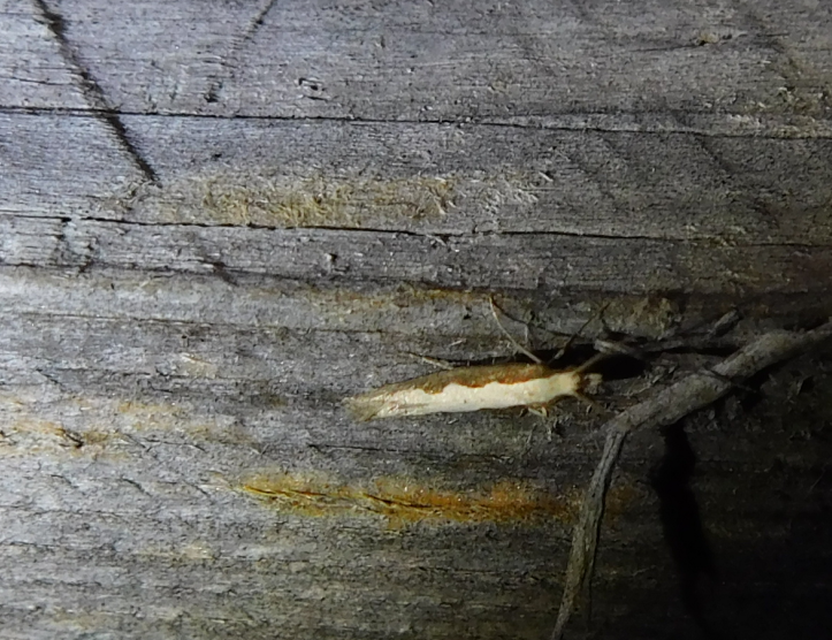 Plutella xylostella - káposztamoly