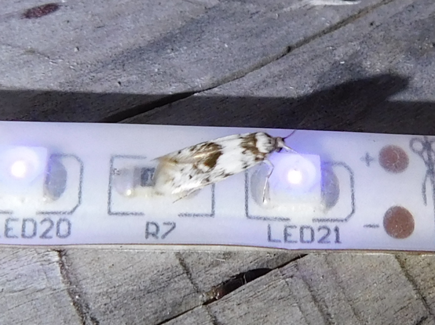 Episcythris triangulella - mediterrán zöldmoly