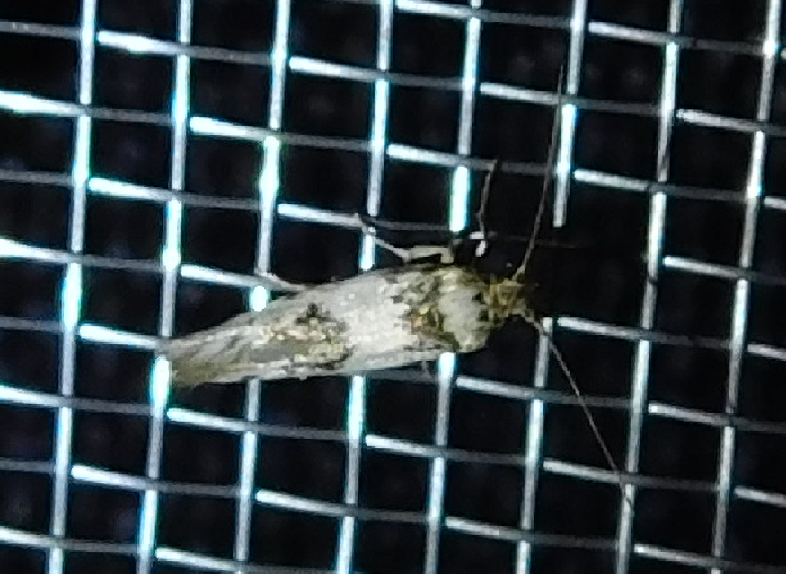 Episcythris triangulella - mediterrán zöldmoly