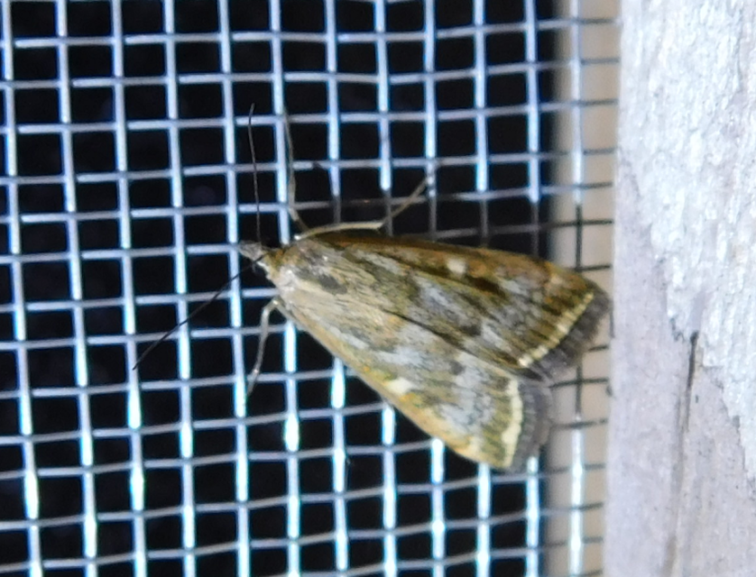 Loxostege sticticalis - muszkamoly