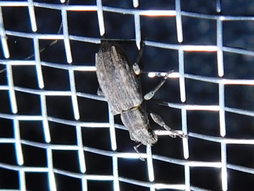 Sitona callosus - szempillás csipkézőbogár