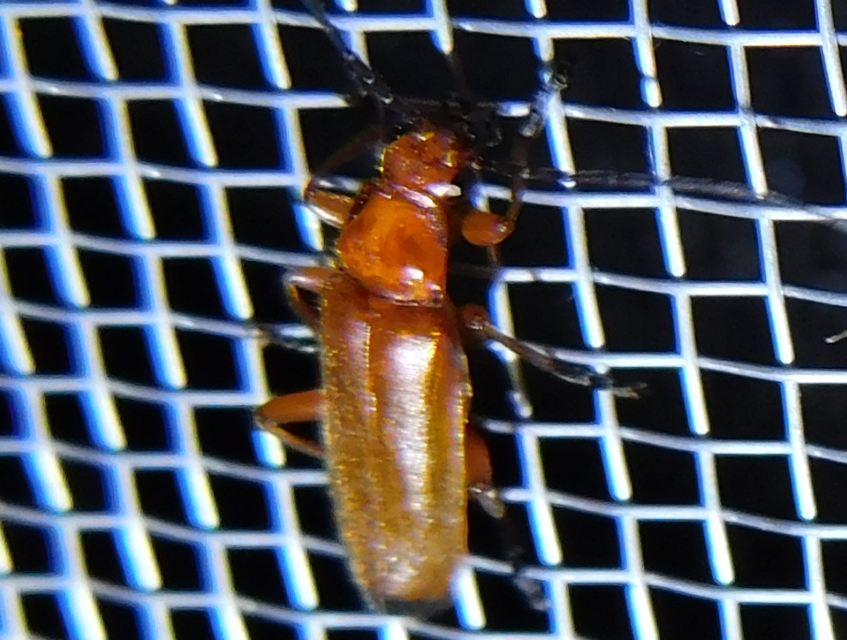 Rhagonycha fulva - feketevégű lágybogár