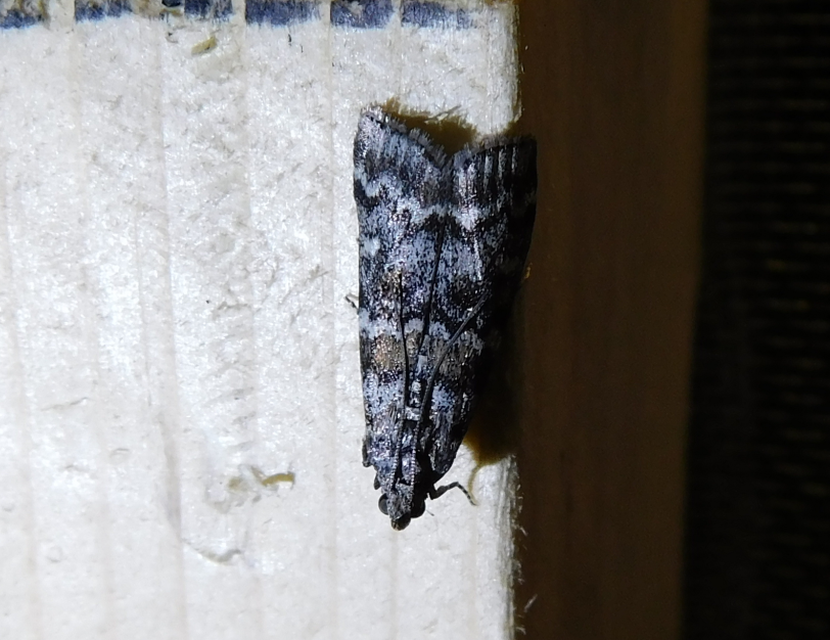 Dioryctria