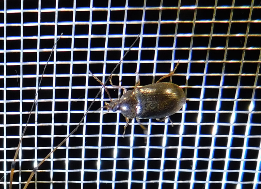 Hymenalia rufipes - rőtlábú alkonybogár