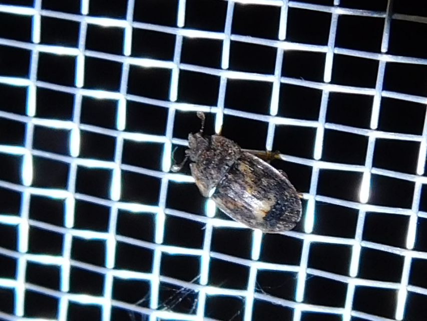 Soronia grisea - pettyegetett fénybogár