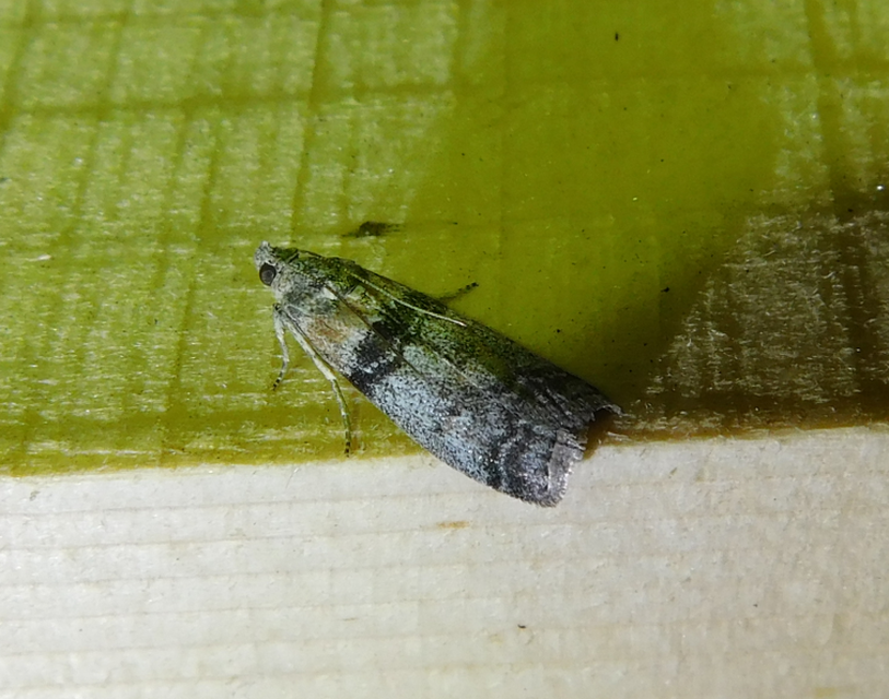 Sciota
