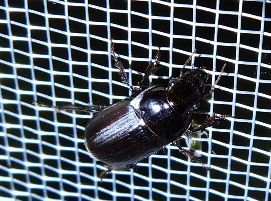 Harpalus hirtipes - sarkantyús lomhafutó
