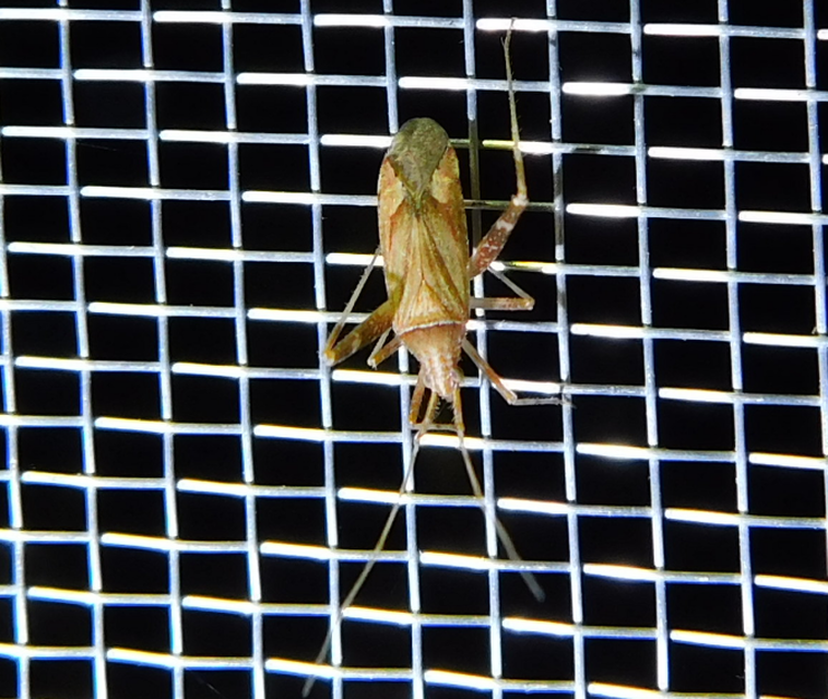 Phytocoris