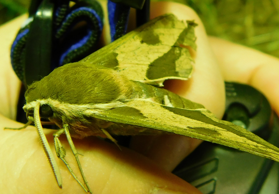 Hyles euphorbiae - kutyatejszender