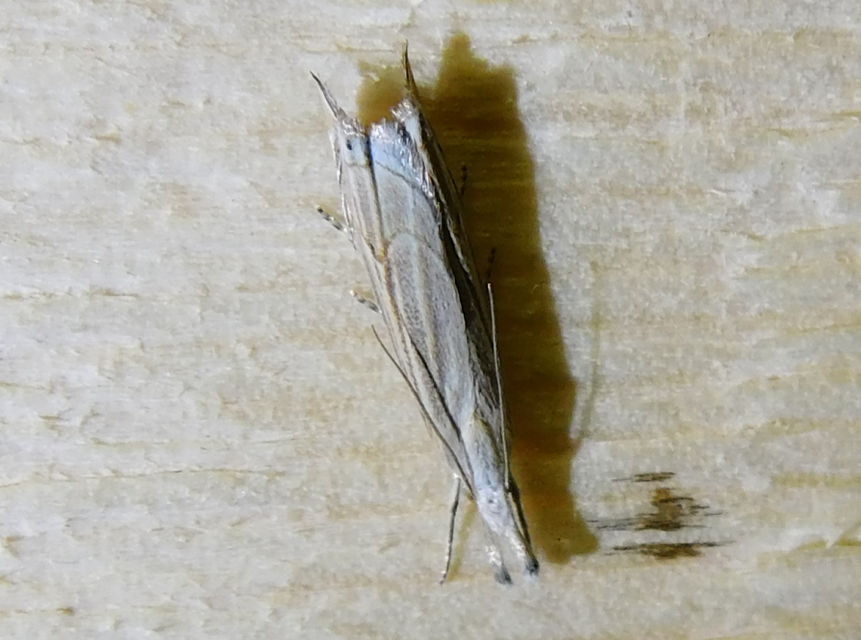 Metacrambus carectellus - homoki fűgyökérmoly