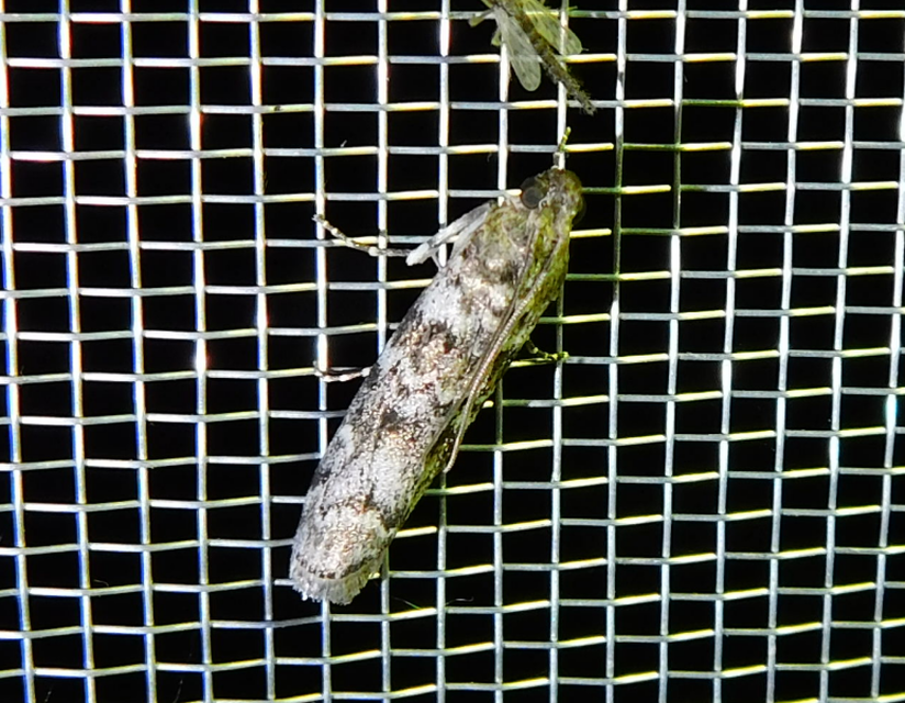 Dioryctria