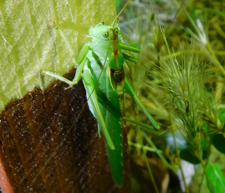 Tettigonia viridissima - zöld lombszöcske