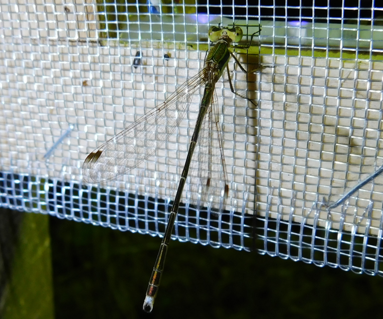 Lestes barbarus - foltosszárnyjegyű rablószitakötő