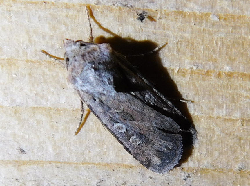 Euxoa tritici/nigrofusca/eruta