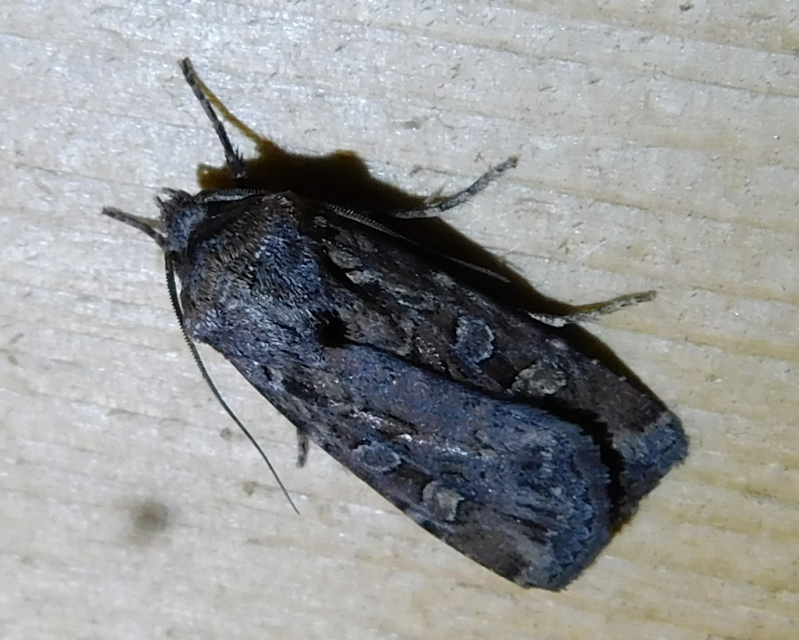 Euxoa tritici/nigrofusca/eruta