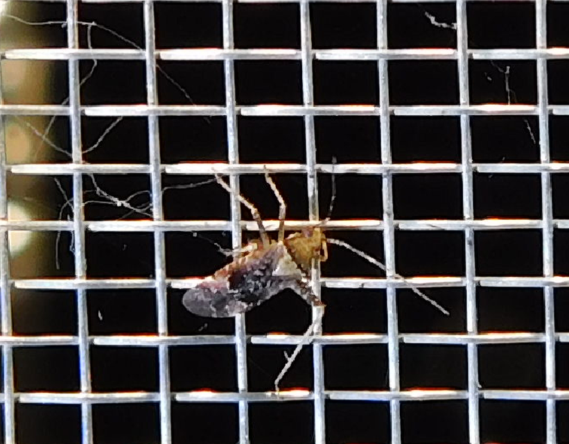Phytocoris