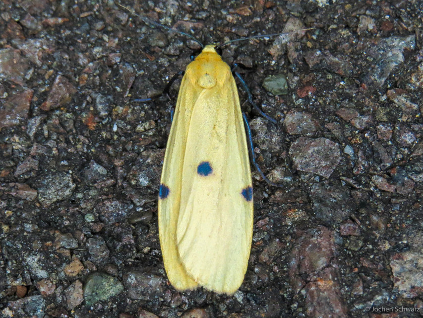 Lithosia quadra - négypettyes zuzmószövő