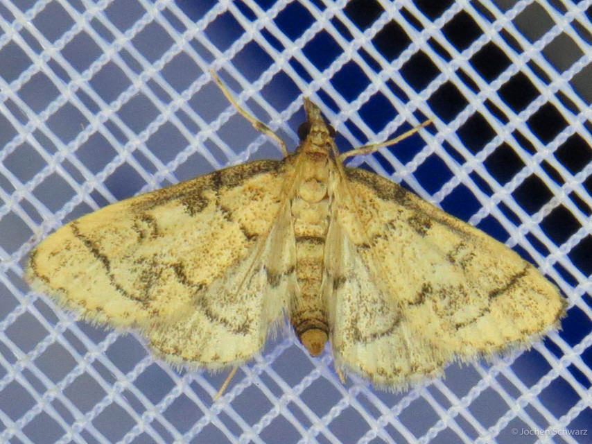 Metasia ophialis - kígyósávos tűzmoly