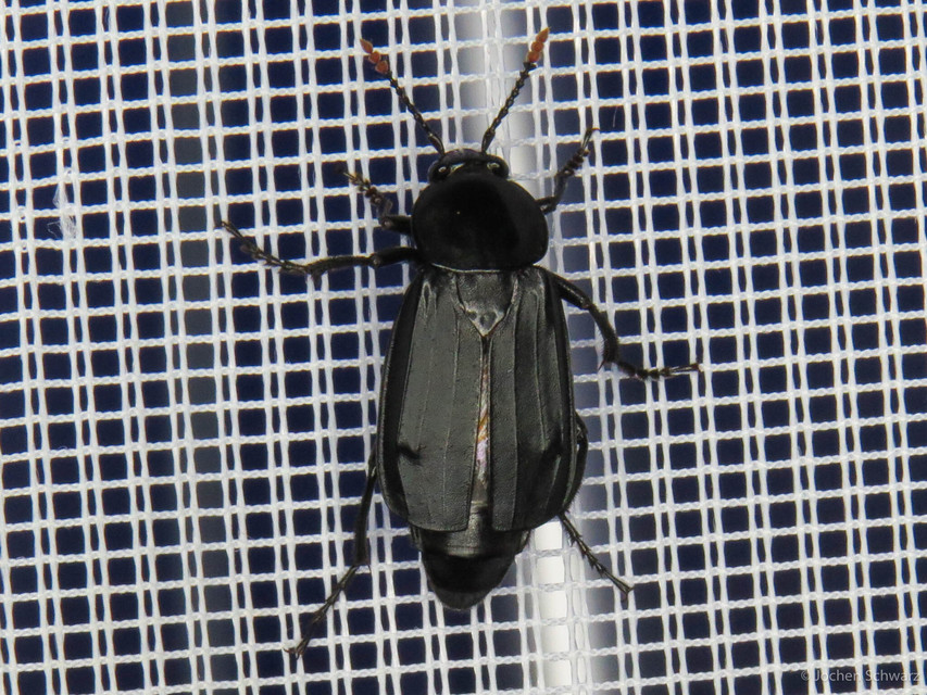 Necrodes littoralis - nagy dögbogár