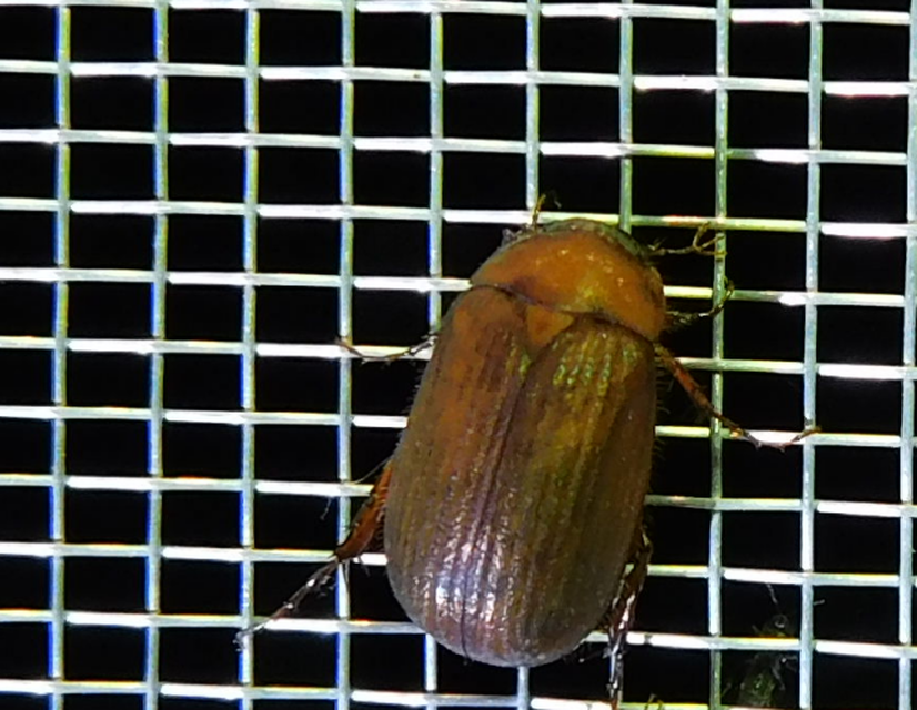 Serica brunnea - homoki kiscserebogár