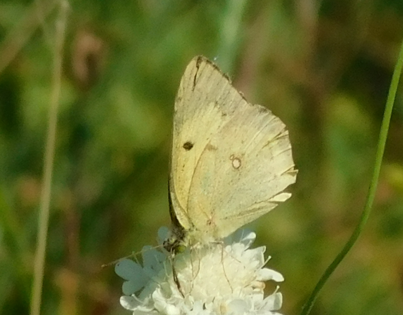 Colias erate - csángó-kéneslepke