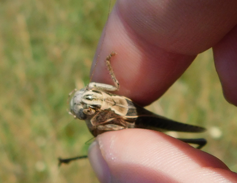 Platycleis affinis - púposhasú rétiszöcske