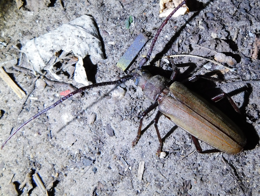 Aegosoma scabricorne - diófacincér