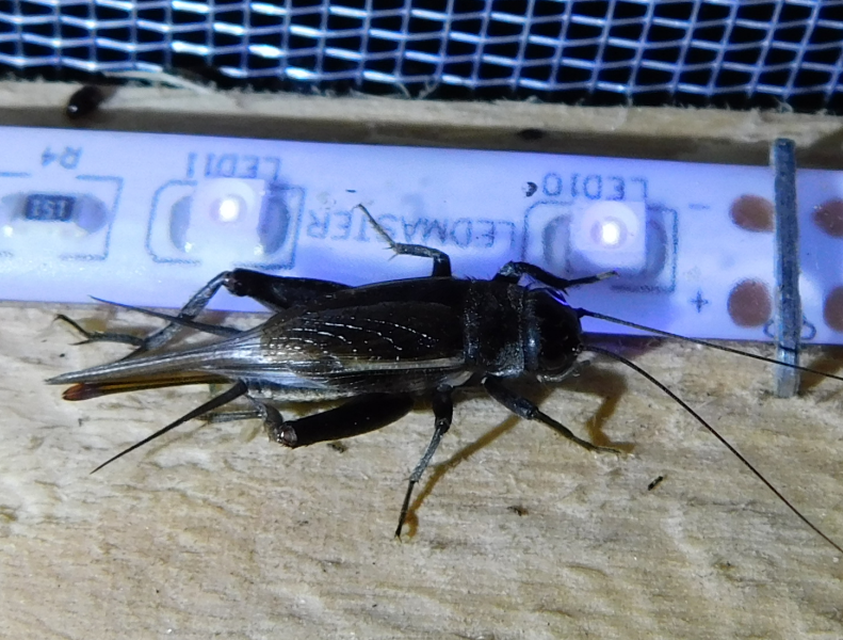 Eumodicogryllus bordigalensis - bordói tücsök