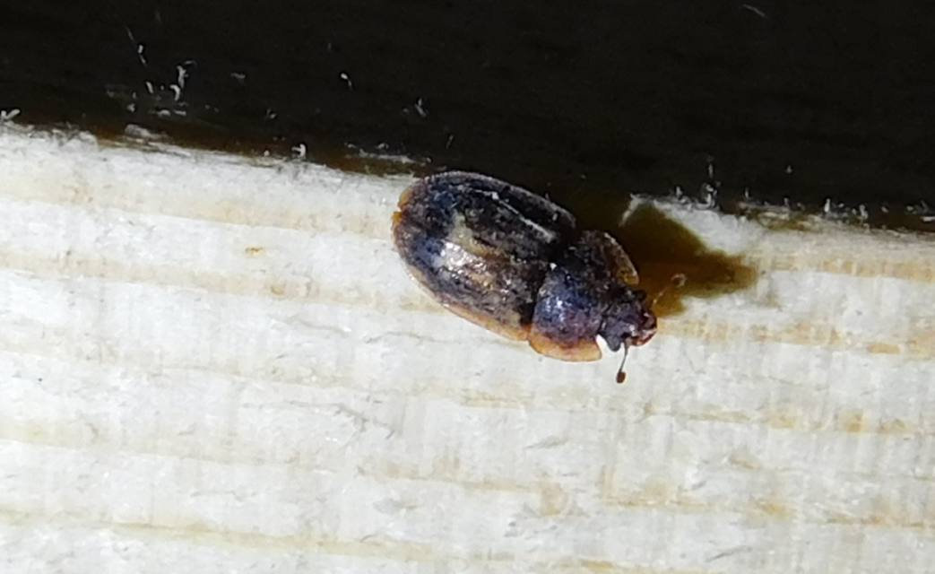 Soronia grisea - pettyegetett fénybogár