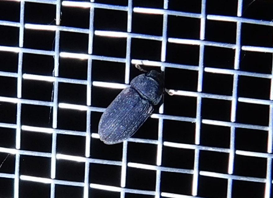 Colobicus hirtus - szegélyes héjbogár