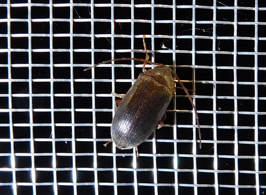Hymenalia rufipes - rőtlábú alkonybogár