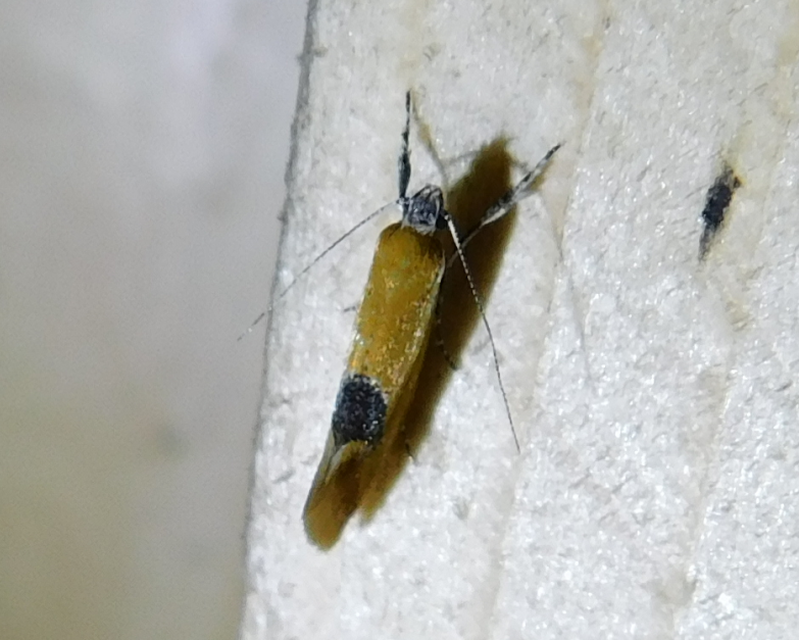Batia internella/lambdella