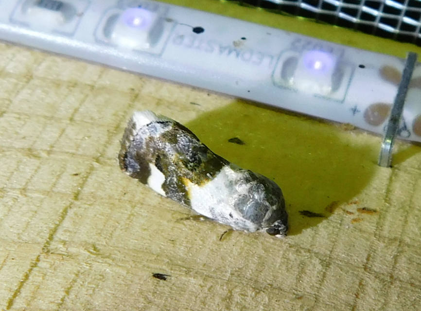 Acontia lucida - fehér nappalibagoly